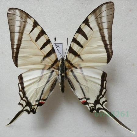 Graphium agesilaus Guerin & Percheron, 1835 Peru 59mm96
